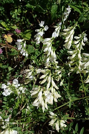 Galega officinalis \ Geiraute / Goat's Rue, A Kraubath (Mur) 27.6.2021