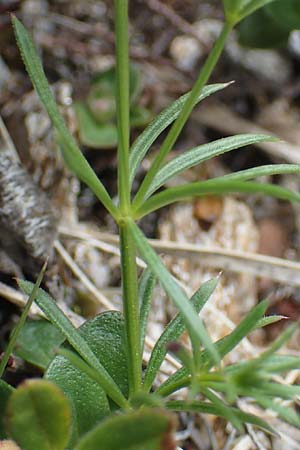 Galium anisophyllon \ Ungleichblttriges Labkraut / Alpine Bedstraw, A Pusterwald, Eiskar 29.6.2021