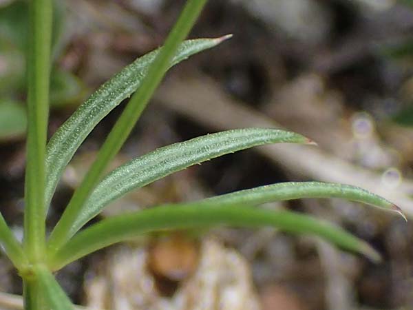 Galium anisophyllon \ Ungleichblttriges Labkraut / Alpine Bedstraw, A Pusterwald, Eiskar 29.6.2021