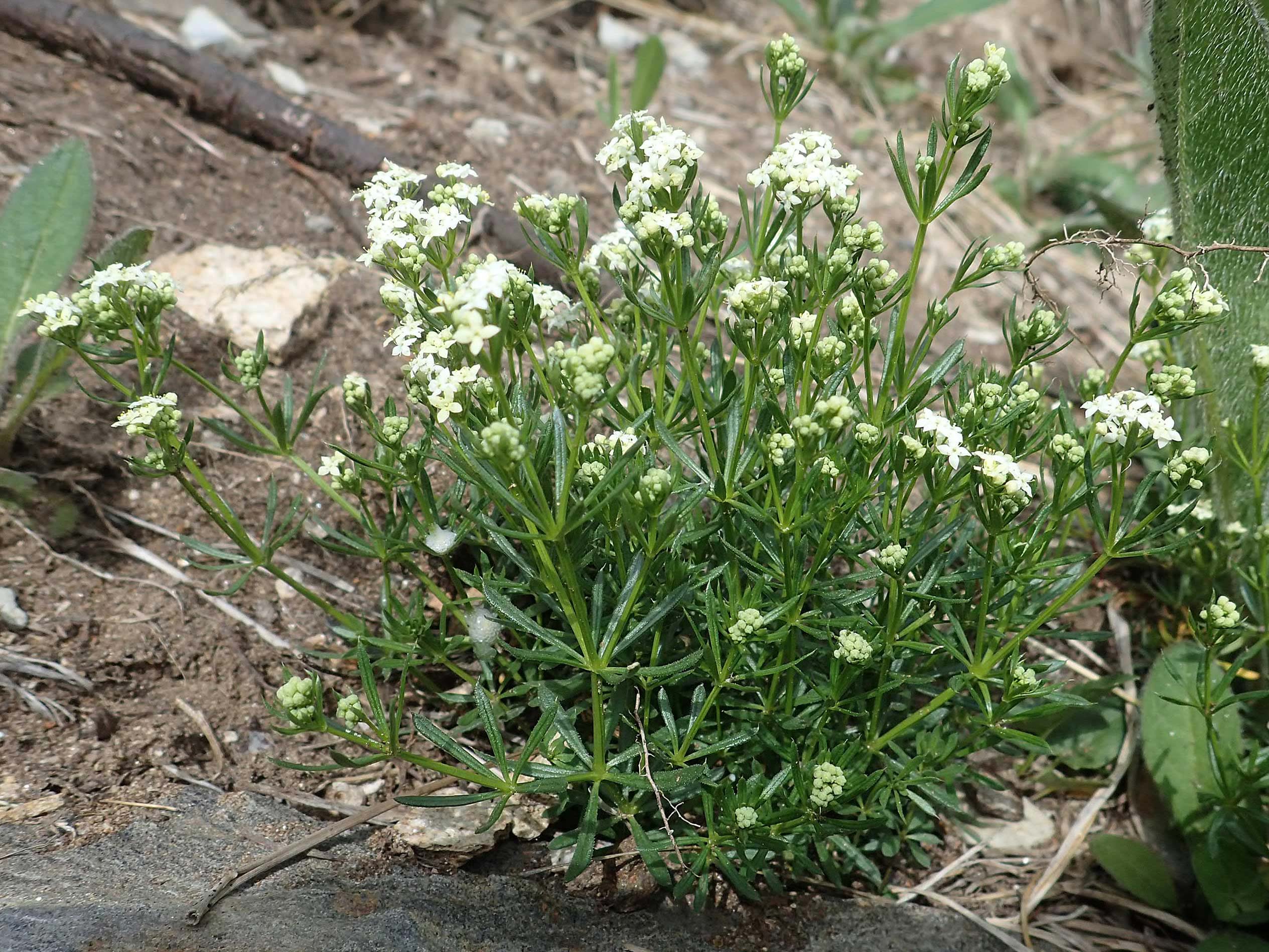Galium anisophyllon \ Ungleichblttriges Labkraut / Alpine Bedstraw, A Pusterwald, Eiskar 29.6.2021
