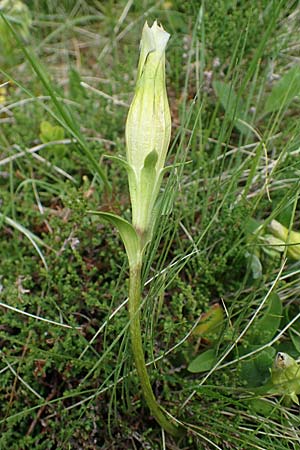 Gentiana acaulis \ Kochs Enzian, Silikat-Glocken-Enzian / Stemless Gentian, A Seckauer Tauern, Brandstätter Törl 1.7.2021