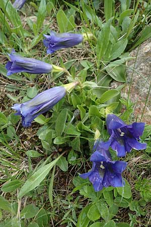 Gentiana acaulis \ Kochs Enzian, Silikat-Glocken-Enzian / Stemless Gentian, A Niedere Tauern, Sölk-Pass 2.7.2021