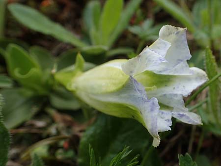 Gentiana acaulis \ Kochs Enzian, Silikat-Glocken-Enzian / Stemless Gentian, A Niedere Tauern, Sölk-Pass 2.7.2021