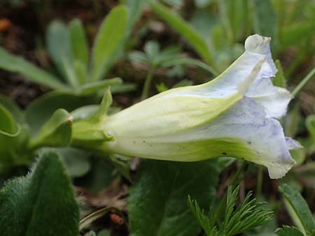 Gentiana acaulis \ Kochs Enzian, Silikat-Glocken-Enzian / Stemless Gentian, A Niedere Tauern, Sölk-Pass 2.7.2021