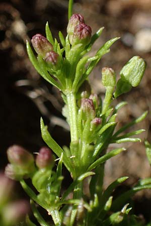 Galium noricum \ Norisches Labkraut / Norican Bedstraw, A Wölzer Tauern, Hohenwart 29.7.2021