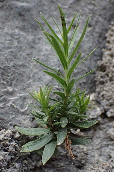 Campanula cespitosa \ Rasen-Glockenblume / Carpet Bellflower, A St. Gallen im Gesäuse 2.7.2024