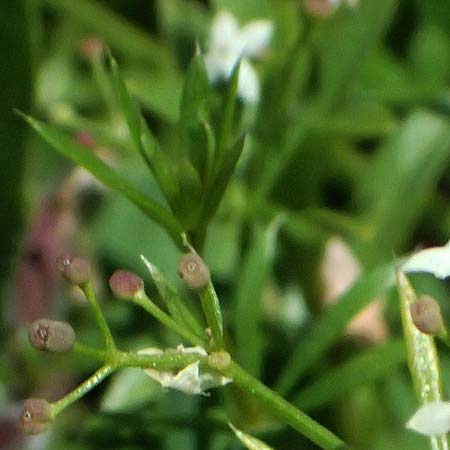 Galium anisophyllon \ Ungleichblttriges Labkraut / Alpine Bedstraw, A Admont 5.7.2024