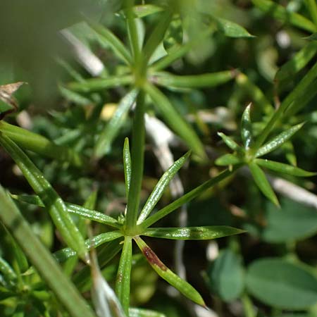 Galium anisophyllon \ Ungleichblttriges Labkraut / Alpine Bedstraw, A Admont 5.7.2024