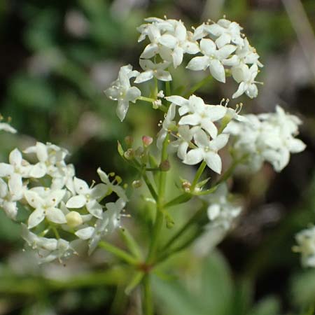 Galium anisophyllon \ Ungleichblttriges Labkraut / Alpine Bedstraw, A Admont 5.7.2024
