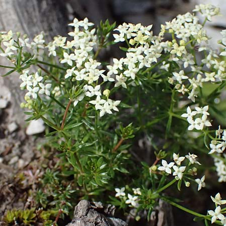 Galium anisophyllon \ Ungleichblttriges Labkraut / Alpine Bedstraw, A Admont 5.7.2024