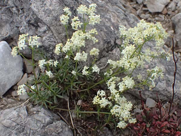 Galium anisophyllon \ Ungleichblttriges Labkraut / Alpine Bedstraw, A Admont 5.7.2024
