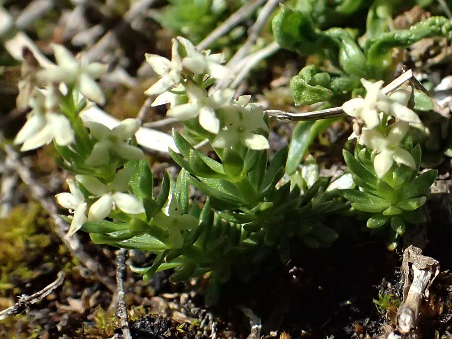 Galium noricum \ Norisches Labkraut / Norican Bedstraw, A Admont 5.7.2024