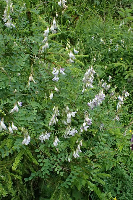 Galega officinalis \ Geiraute / Goat's Rue, A Admont 7.7.2024