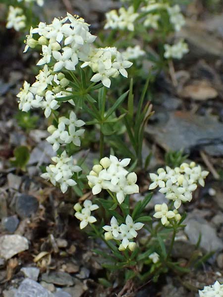 Galium anisophyllon \ Ungleichblttriges Labkraut / Alpine Bedstraw, A Bad Gastein 29.6.2025