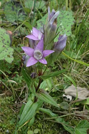 Gentianella anisodonta \ Kelch-Kranzenzian, Ungleichz&auml;hniger Kranzenzian / Dolomitian Gentian, A Kaprun 10.8.2025