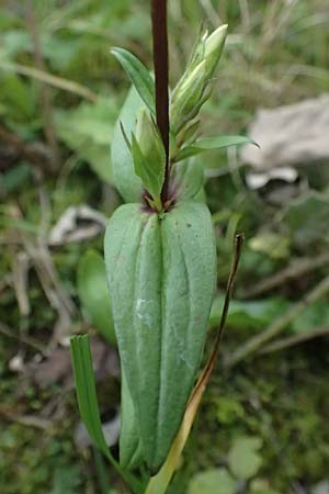 Gentianella anisodonta \ Kelch-Kranzenzian, Ungleichz&auml;hniger Kranzenzian / Dolomitian Gentian, A Kaprun 10.8.2025
