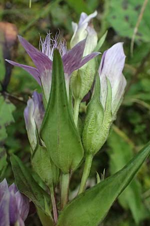 Gentianella anisodonta \ Kelch-Kranzenzian, Ungleichz&auml;hniger Kranzenzian / Dolomitian Gentian, A Kaprun 10.8.2025