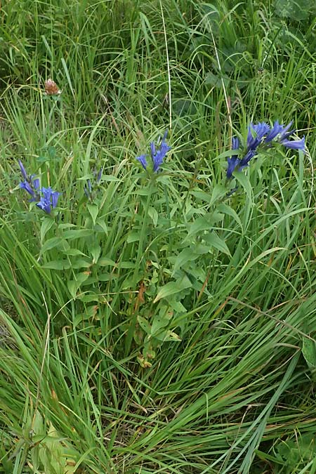 Gentiana asclepiadea \ Schwalbenwurz-Enzian / Willow Gentian, A Kaprun 10.8.2025 Gentiana asclepiadea \ Schwalbenwurz-Enzian / Willow Gentian, A Kaprun 10.8.2025