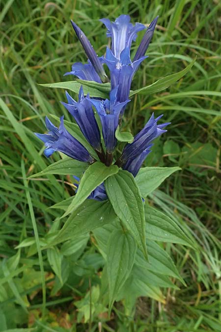 Gentiana asclepiadea \ Schwalbenwurz-Enzian / Willow Gentian, A Kaprun 10.8.2025 Gentiana asclepiadea \ Schwalbenwurz-Enzian / Willow Gentian, A Kaprun 10.8.2025