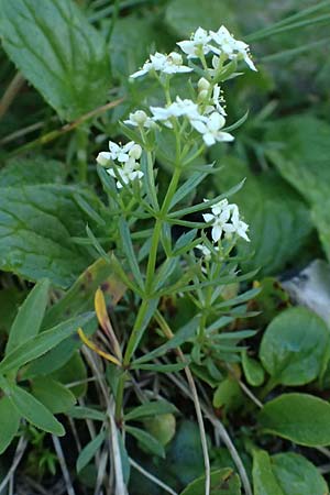 Galium anisophyllon \ Ungleichblttriges Labkraut / Alpine Bedstraw, A Großglockner 11.8.2025