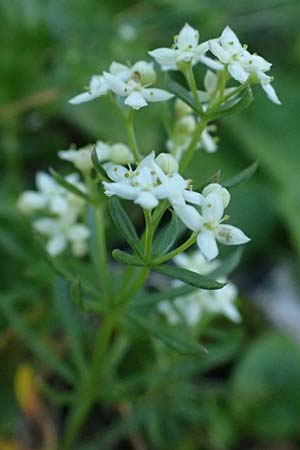 Galium anisophyllon \ Ungleichblttriges Labkraut / Alpine Bedstraw, A Großglockner 11.8.2025