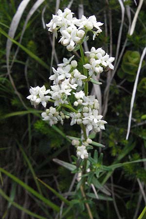 Galium boreale \ Nordisches Labkraut / Northern Bedstraw, A Imst 10.6.2007