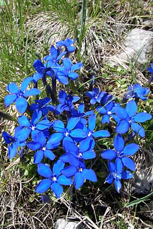 Gentiana brachyphylla \ Kurzblttriger Enzian / Small-Leaved Gentian, A Malta - Tal / Valley 7.6.2008