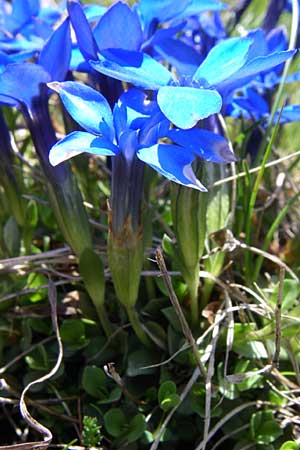 Gentiana brachyphylla \ Kurzblttriger Enzian / Small-Leaved Gentian, A Malta - Tal / Valley 7.6.2008