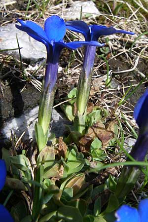 Gentiana brachyphylla \ Kurzblttriger Enzian / Small-Leaved Gentian, A Malta - Tal / Valley 7.6.2008