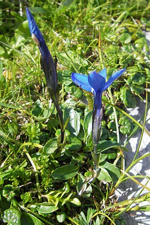 Gentiana bavarica \ Bayerischer Enzian / Bavarian Gentian, A Dachstein 20.7.2010