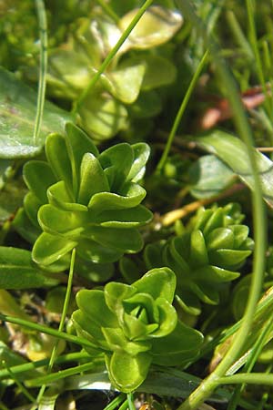 Gentiana bavarica \ Bayerischer Enzian / Bavarian Gentian, A Dachstein 20.7.2010