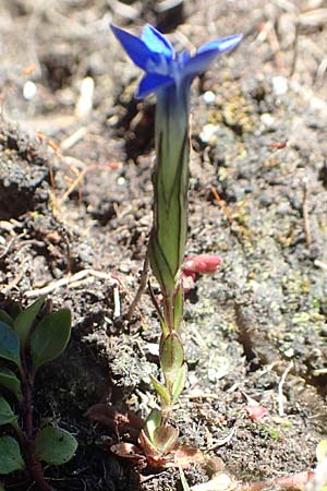 Gentiana brachyphylla \ Kurzblttriger Enzian / Small-Leaved Gentian, A Kärnten/Carinthia, Petzen 8.8.2016