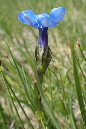 Gentiana bavarica \ Bayerischer Enzian / Bavarian Gentian, A Osttirol, Golzentipp 11.7.2019