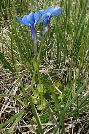 Gentiana bavarica \ Bayerischer Enzian / Bavarian Gentian, A Osttirol, Golzentipp 11.7.2019
