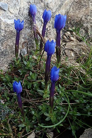 Gentiana brachyphylla \ Kurzblttriger Enzian / Small-Leaved Gentian, A Osttirol, Porze 13.7.2019