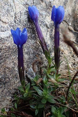Gentiana brachyphylla \ Kurzblttriger Enzian / Small-Leaved Gentian, A Osttirol, Porze 13.7.2019