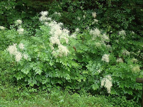 Aruncus dioicus \ Wald-Geibart, A Schwarzau im Gebirge 29.6.2020