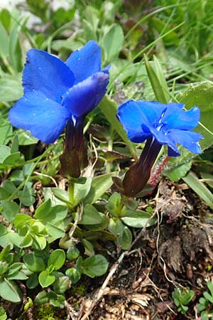 Gentiana bavarica \ Bayerischer Enzian / Bavarian Gentian, A Schneealpe 30.6.2020