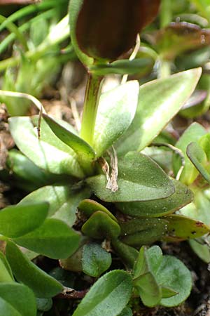 Gentiana bavarica \ Bayerischer Enzian / Bavarian Gentian, A Schneealpe 30.6.2020
