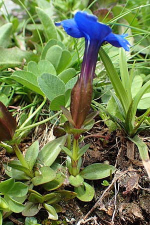 Gentiana bavarica \ Bayerischer Enzian / Bavarian Gentian, A Schneealpe 30.6.2020