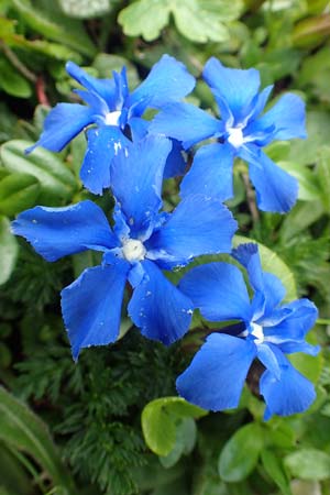 Gentiana bavarica \ Bayerischer Enzian / Bavarian Gentian, A Schneealpe 30.6.2020