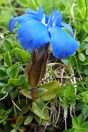 Gentiana bavarica \ Bayerischer Enzian / Bavarian Gentian, A Schneealpe 30.6.2020