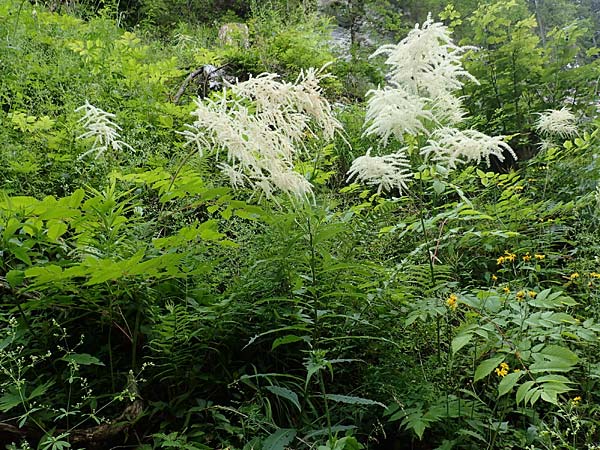 Aruncus dioicus \ Wald-Geibart, A Mürzsteg Rosslochklamm 3.7.2020