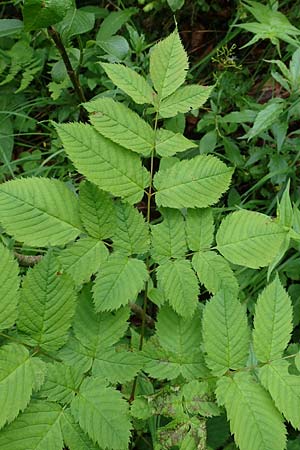 Aruncus dioicus \ Wald-Geibart, A Mürzsteg Rosslochklamm 3.7.2020
