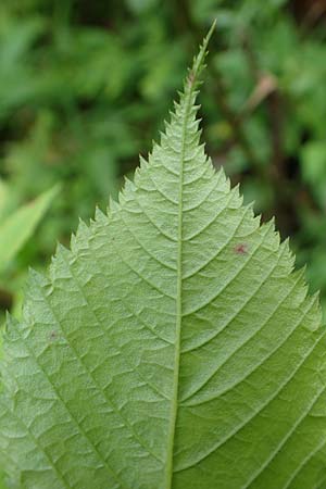 Aruncus dioicus \ Wald-Geibart, A Mürzsteg Rosslochklamm 3.7.2020