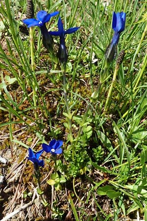 Gentiana bavarica \ Bayerischer Enzian / Bavarian Gentian, A Tauplitz-Alm 5.7.2020