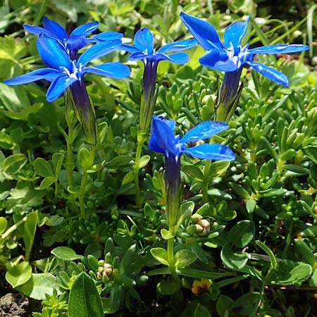 Gentiana bavarica \ Bayerischer Enzian / Bavarian Gentian, A Dachstein, Auretskar 7.7.2020