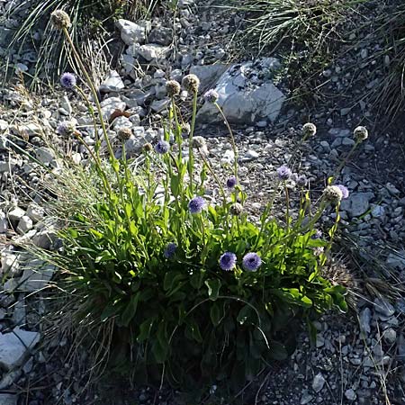 Globularia bisnagarica \ Gewhnliche Kugelblume / Common Globularia, A Hainburg 10.5.2025