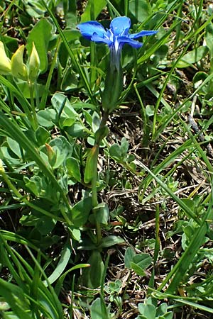 Gentiana bavarica \ Bayerischer Enzian / Bavarian Gentian, A Bad Gastein 29.6.2025