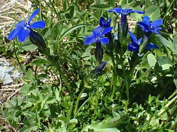 Gentiana bavarica \ Bayerischer Enzian / Bavarian Gentian, A Bad Gastein 29.6.2025
